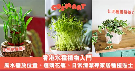 芙蓉風水|芙蓉種植風水：何處擺放最旺宅？